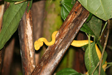 Eyelash Palm Pit Viper