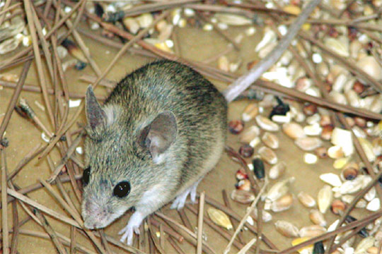El Raton