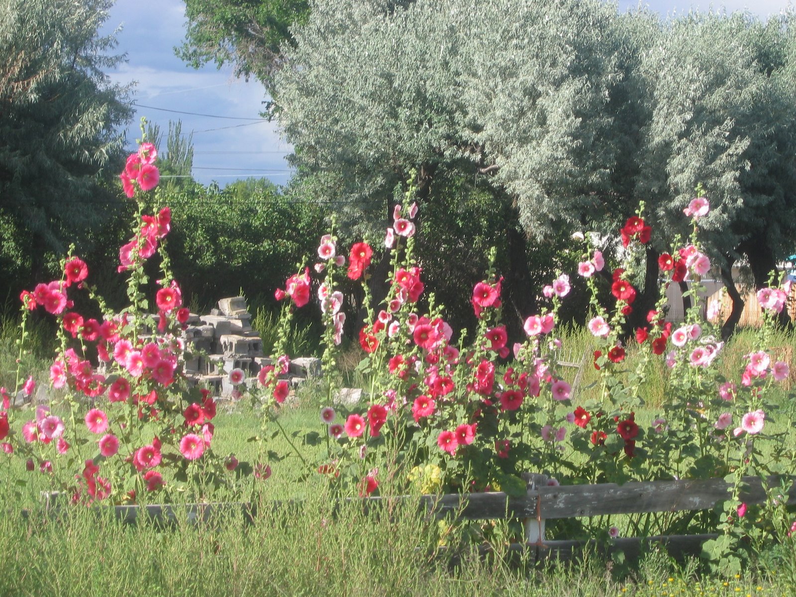 [2007_08_06+Alamosa_009.JPG]