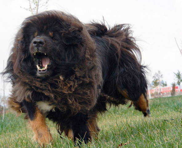 Laika Papillon Lowchen Anjing Tibetan Mastiff