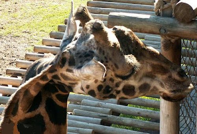 Photos of alien~!~!: Giraffe suffering from a broken neck