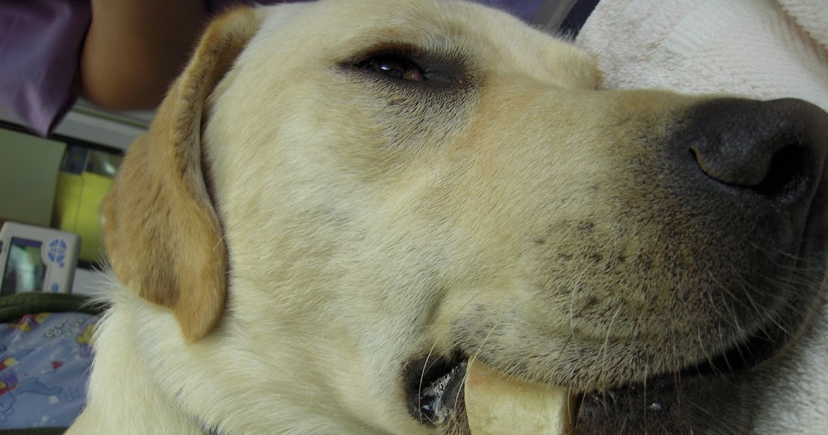 VETERINARY ASSOCIATES OF CAPE COD Marrow Bones Sometimes Get Stuck