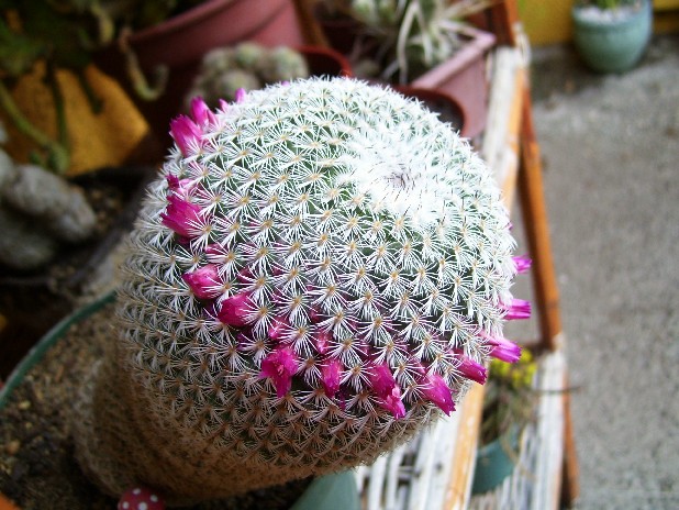 [cactus3.jpg]