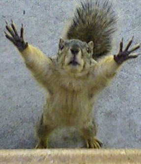 funny-pictures-say-anything-squirrel.jpg