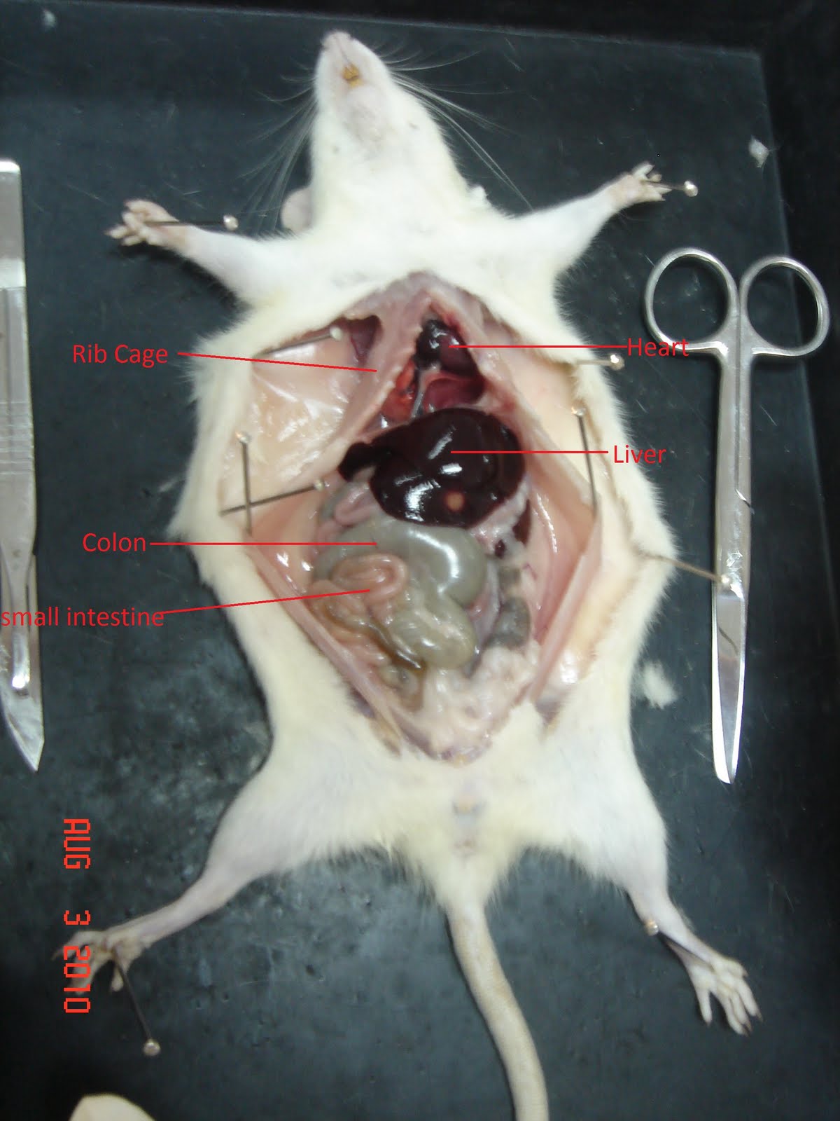 Just My Life: Rat dissection
