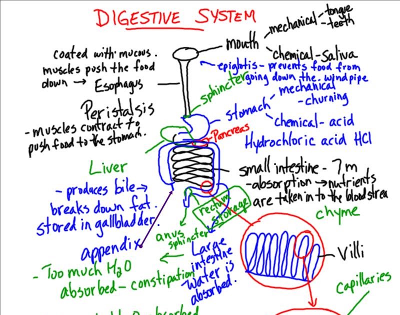 Mrs. M's Grade 8 Class: Digestive System Diagram