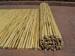 Bamboo Garden Malaysia: Bamboo resources conservation and utilization