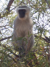 Monkey in South Africa