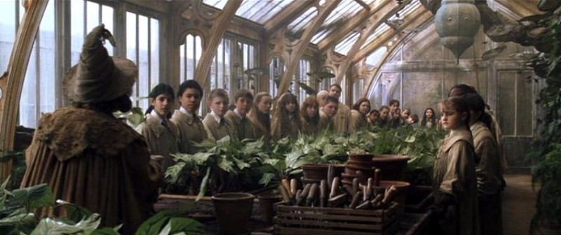 jinxnox herbology jinxnox herbology