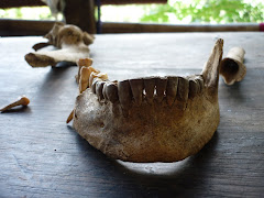 Restos de mandìbula Inca encontrados en Taranza