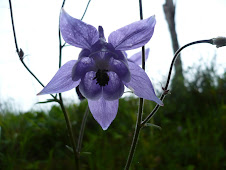 La Flor Silvestre de la Semana