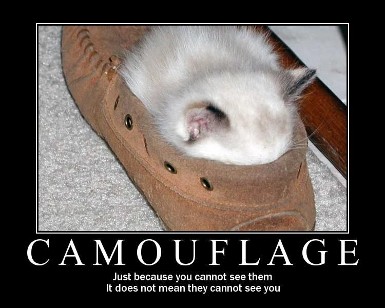 [Camouflage.png]