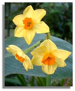 [daffodils_greenbank9432a.jpg]