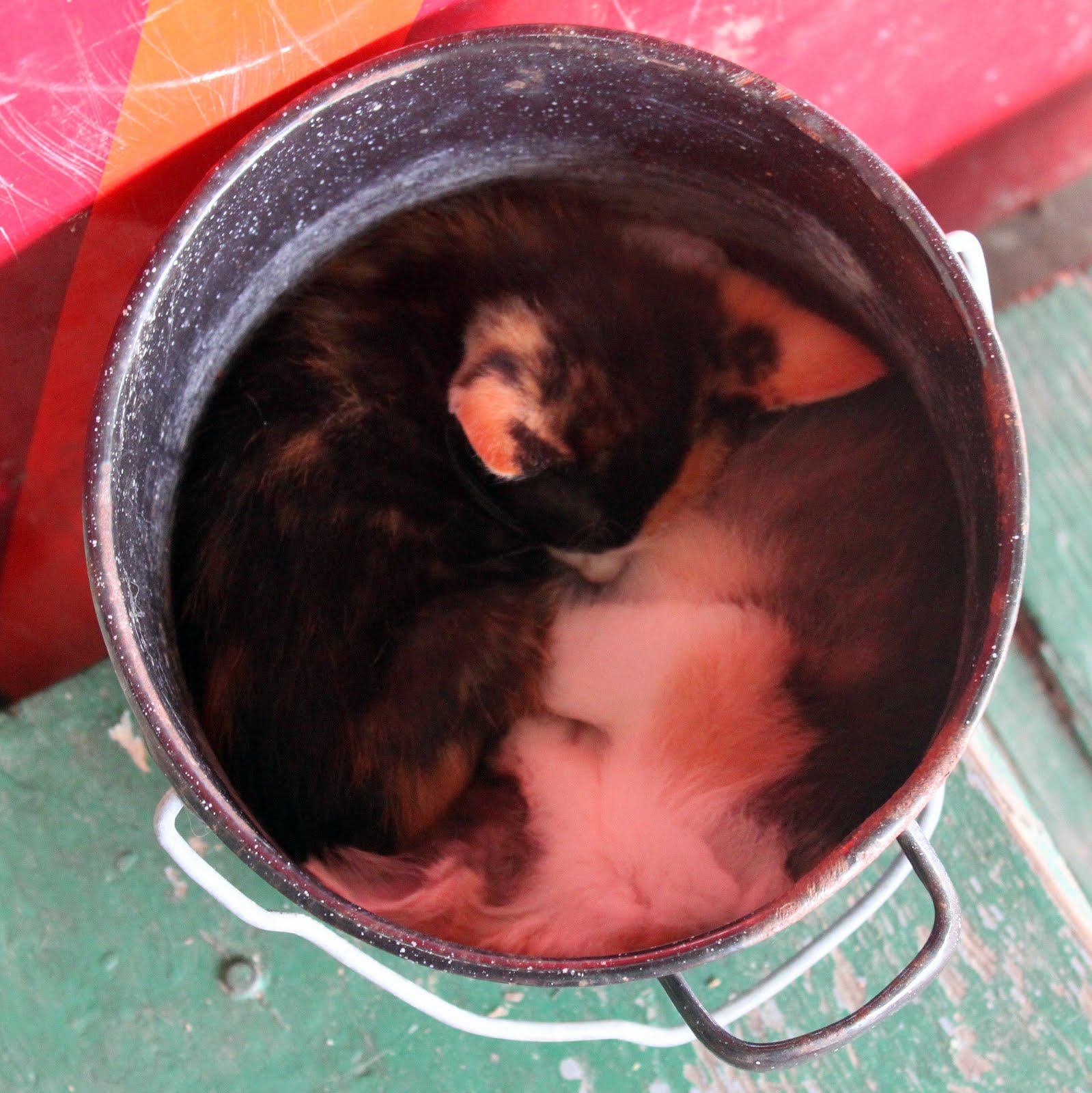 Kitten+poop