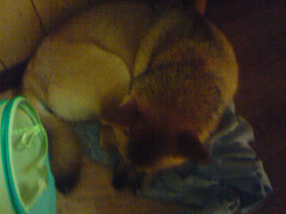 【お尻のほっぺ】ズボンの上で眠る柴犬