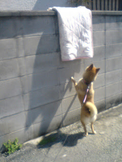 【お尻のほっぺ】日干ししている布団を見上げる柴犬