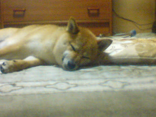 【お尻のほっぺ】座布団を枕に眠る柴犬