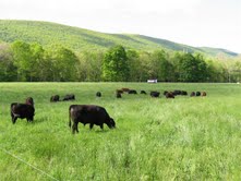 Grass Fed cows roaming the fields of Forks Farm