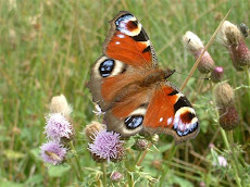 Peacock taken at Calf Hey