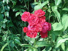 Rosen in unserem Garten