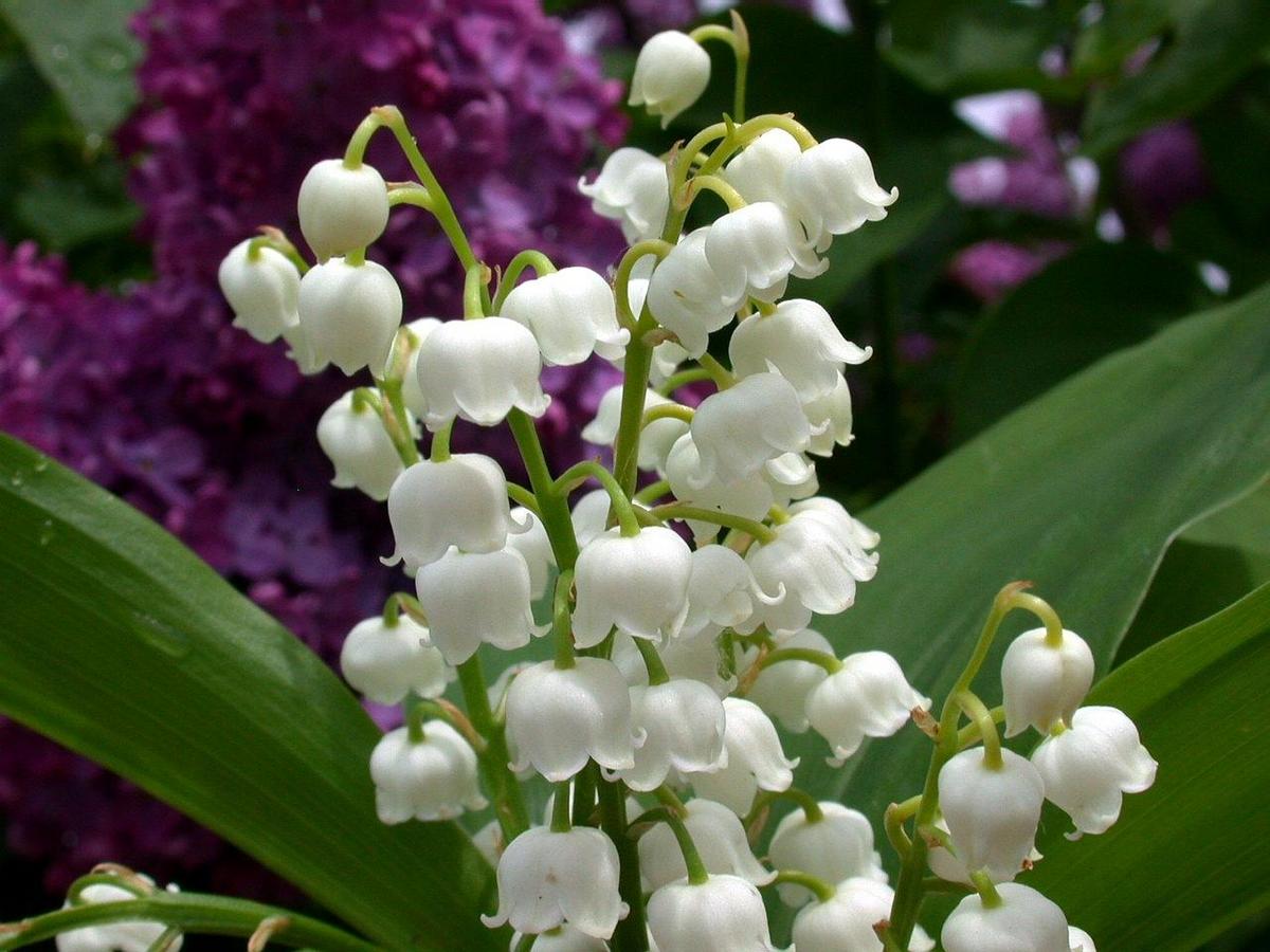 MUGUET-1ER-MAI-3.jpg