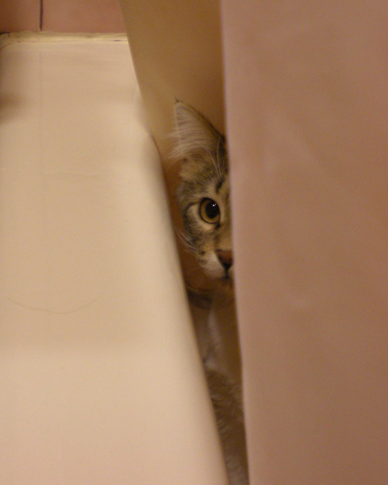 [cats+2009+033a.jpg]