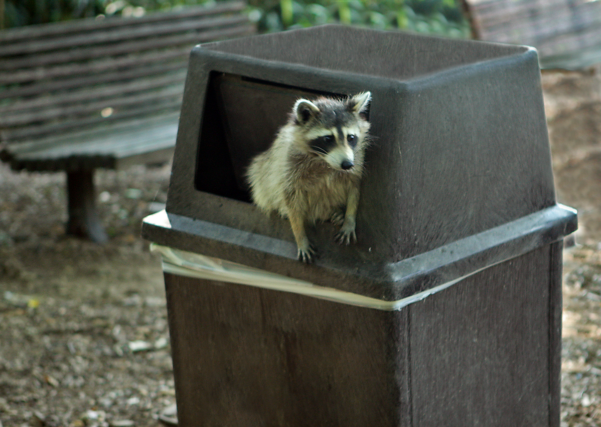 Trashcan Dog Can T Get Into Trashcan Dog Can T Get Into