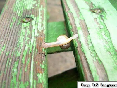 SNAIL run