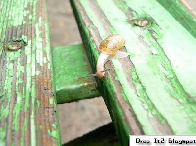 SNAIL original