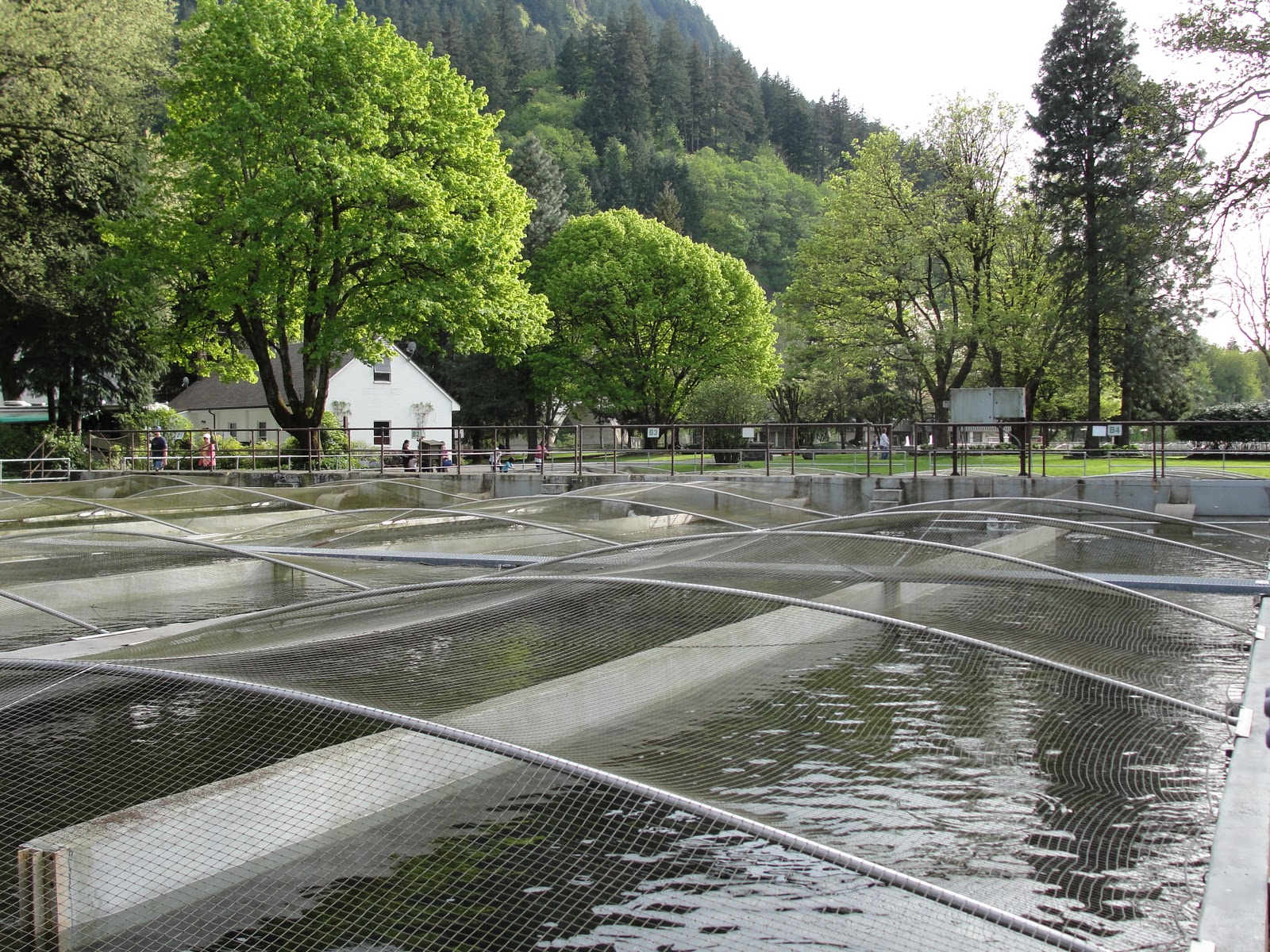 Oregon Bonneville Fish Hatchery