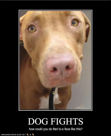 [dog-fights.jpg]