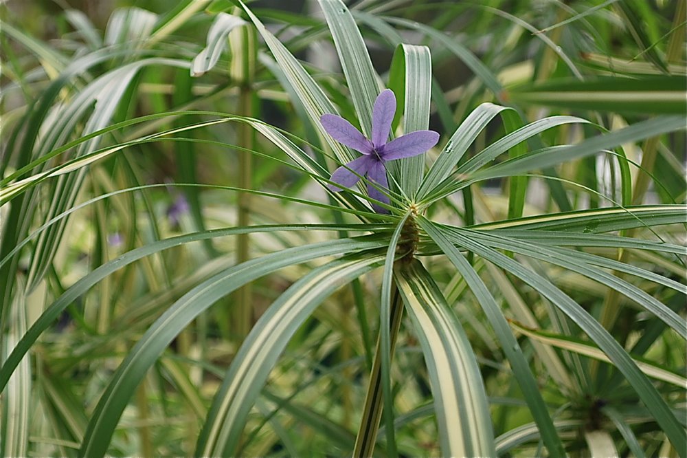 [Tropical-4.jpg]