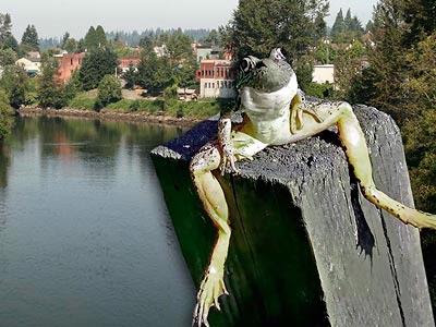 ground frog day