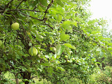 Äppelträden