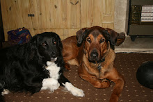 Rocky and Charlie.