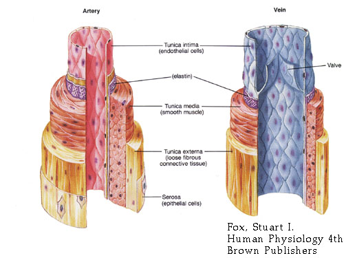 Difference In Structure And Function Of Arteries Veins And Capillaries