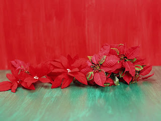 Poinsettia Desktop Wallpapers