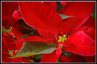 Christmas Poinsettia Pictures