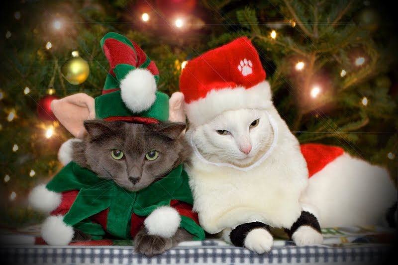 Image result for kitty cat christmas