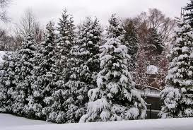 Christmas Snow Tree Wallpapers