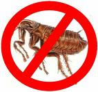 no fleas