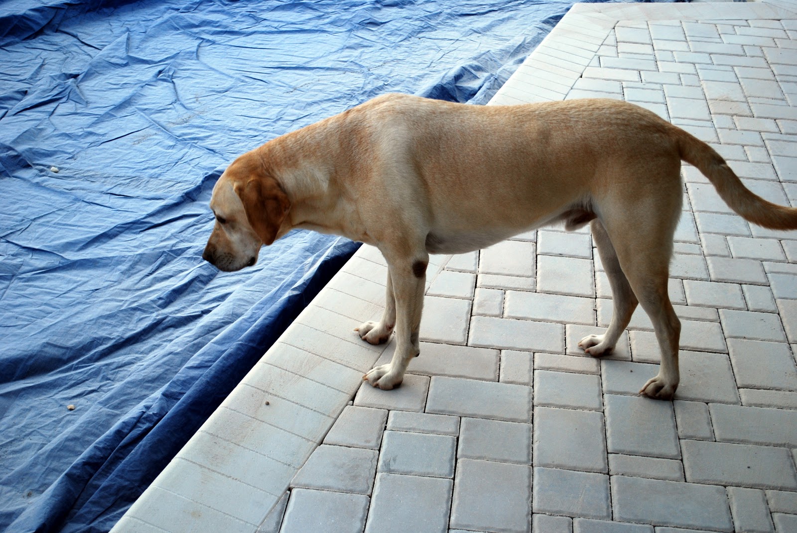 redo deck pool week everyone weekend hope ll
