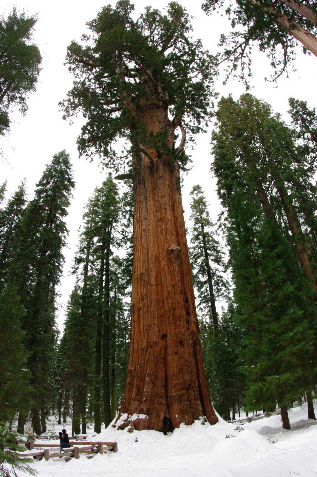 Sequoia General Sherman