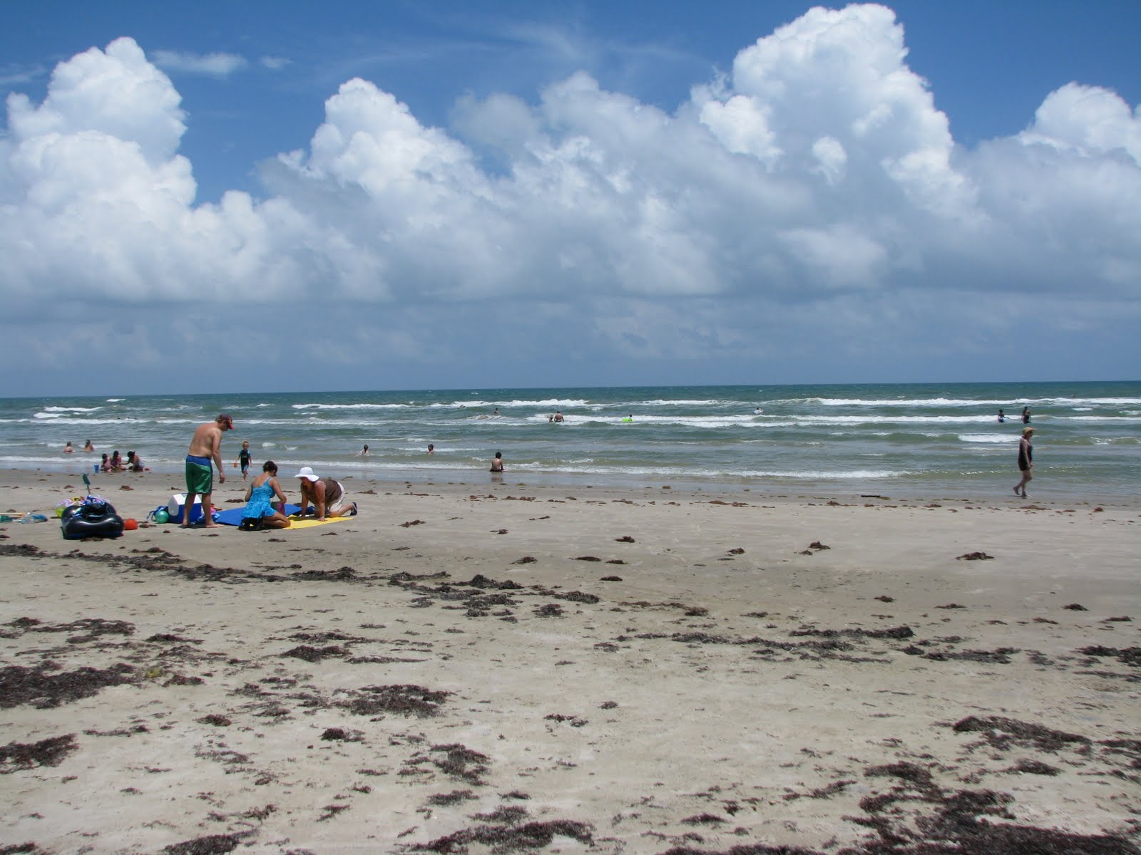 Oddities and Loveliness Swimming in the Gulf of Mexico