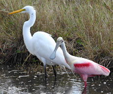 Florida Wildlife