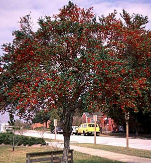 Greetings from Earth: Yaupon Holly - Ilex vomitoria