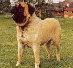 World%27s+Largest+Dog+-+Zorba+the+Engish+Mastiff+05.jpg