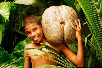 The Heaviest Seed Coco de Mer