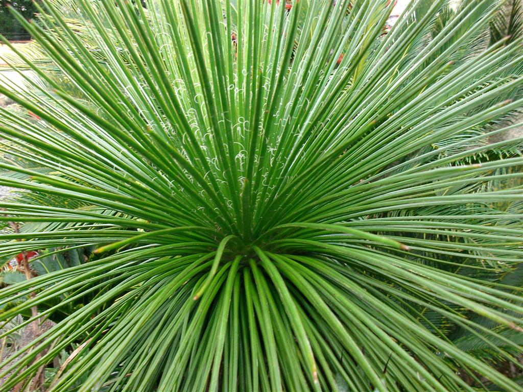 Dyckia Brazil Dyckia companion Agave geminiflora
