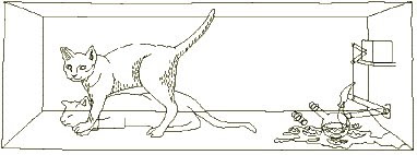 El gato de Schrödinger